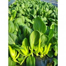 Asian Bok Choy 1kg / Asian Farm Song So-hee