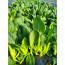 Asian Bok Choy 1kg / Asian Farm Song So-hee