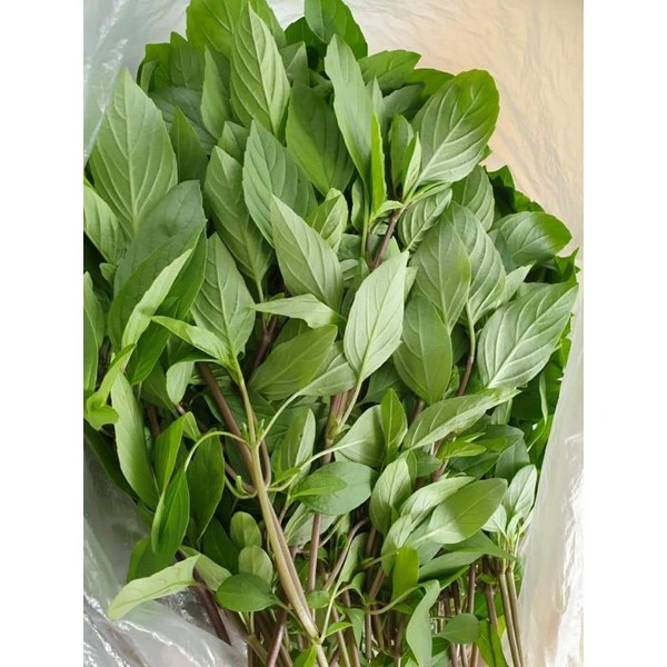 Hulapa (hung que) / Thai basil 100g / Asian farm Song So-hee