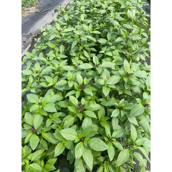 Hulapa (hung que) / Thai basil 100g / Asian farm Song So-hee